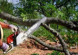 How Our Tree Care Process Works  in  Balm, FL